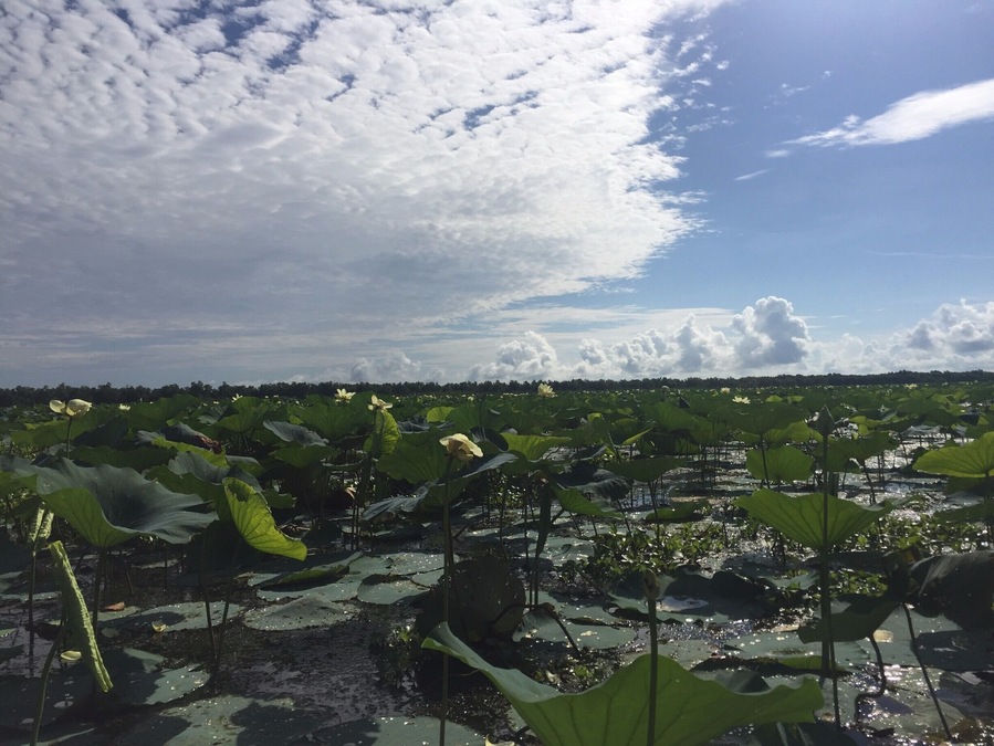 The swamps of Louisiana are beautiful! We spent the morning enchanted by the amazing views from an airboat. We scheduled our tour through the visitor center at Houma, LA.