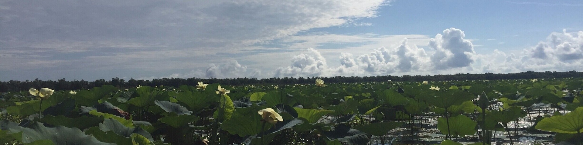 The swamps of Louisiana are beautiful! We spent the morning enchanted by the amazing views from an airboat. We scheduled our tour through the visitor center at Houma, LA.