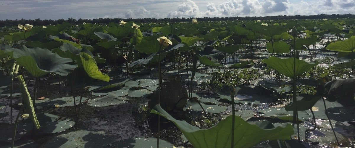 A lotus pond with large leaves and flowers under a partly cloudy sky.