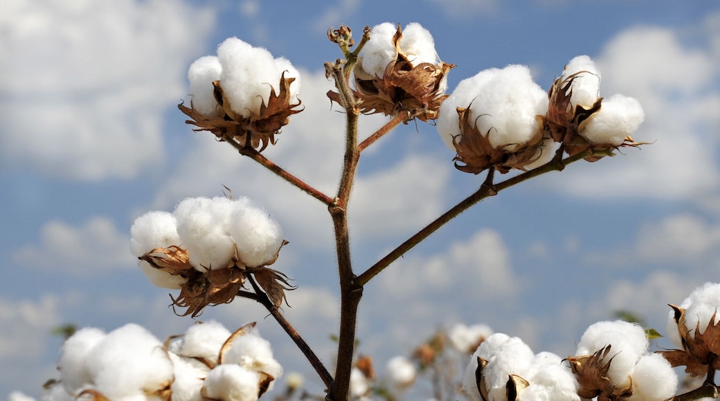 Cotton Plant