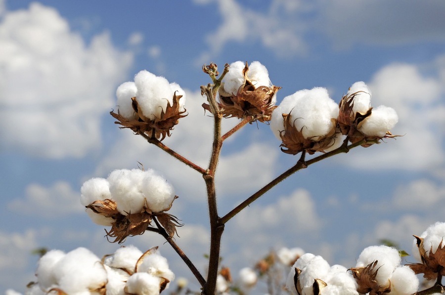 Cotton Plant