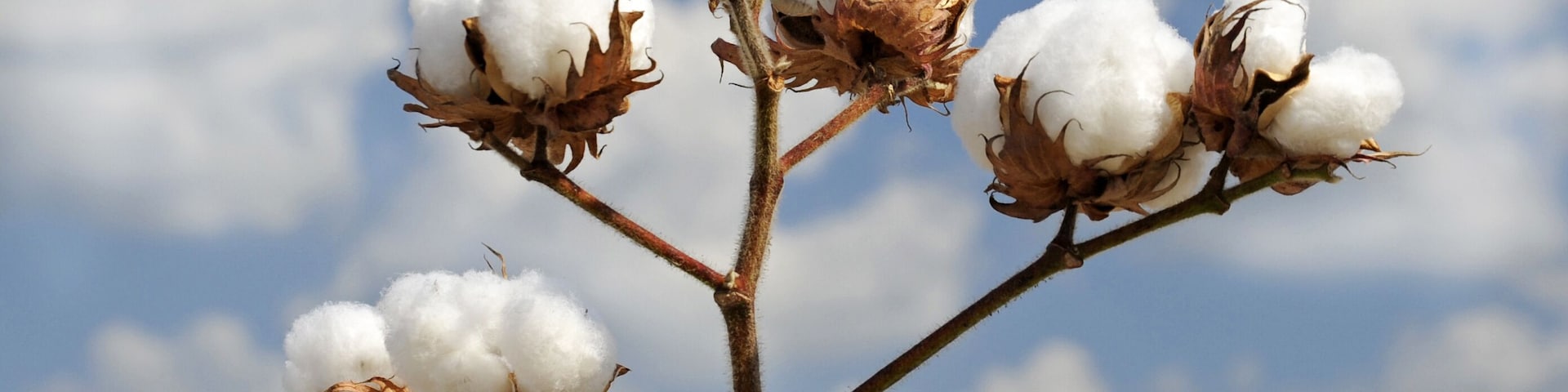Cotton Plant