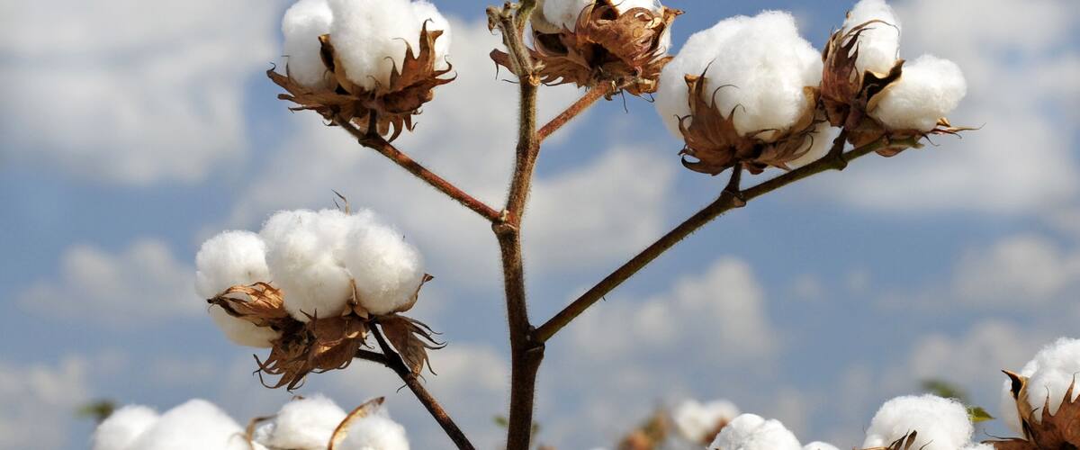 Cotton plants with white cotton bolls against a blue sky.