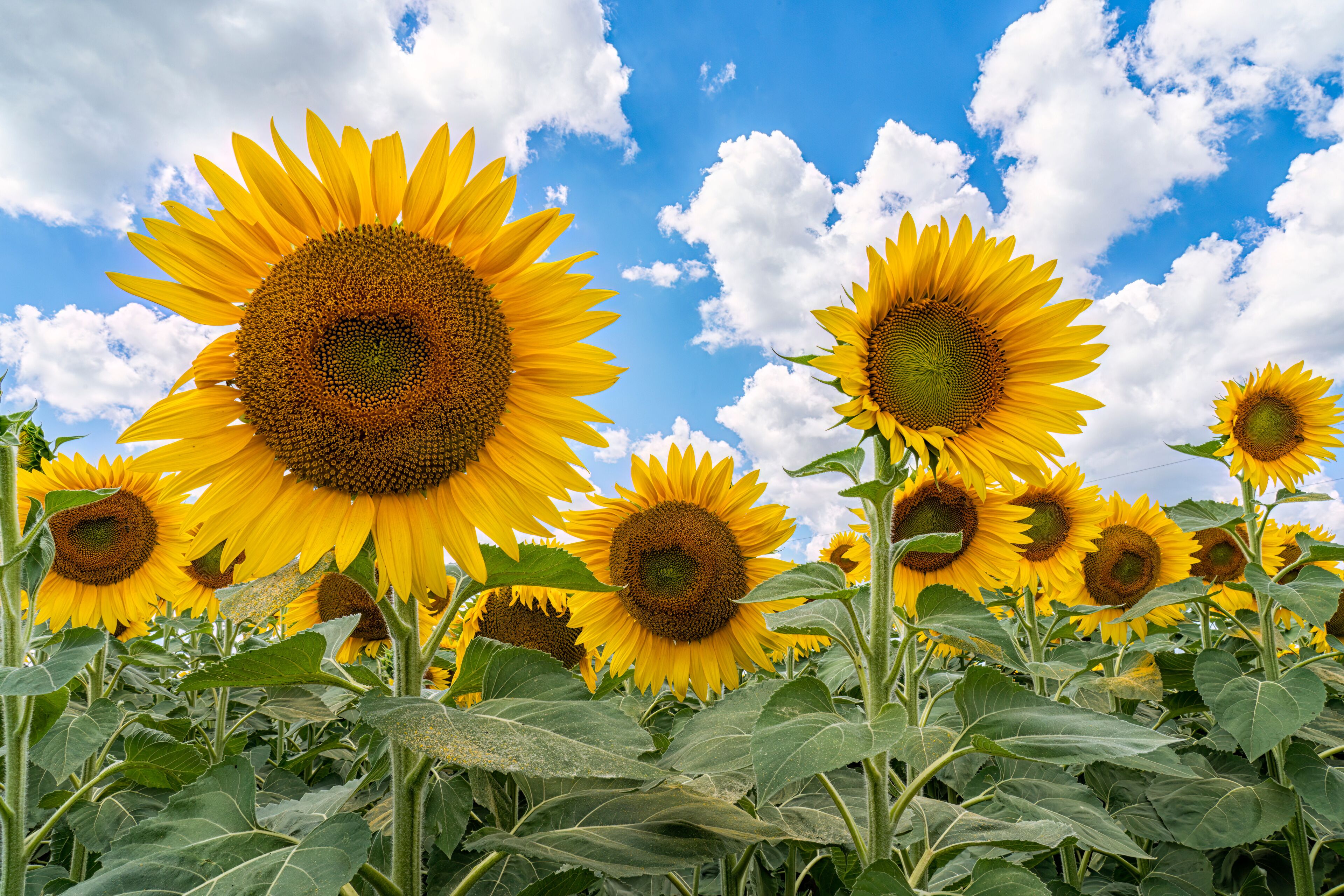 Un campo de girasoles bajo un cielo azul con nubes dispersas.