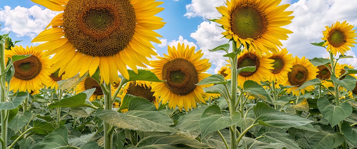 A field of sunflowers under a blue sky with scattered clouds.