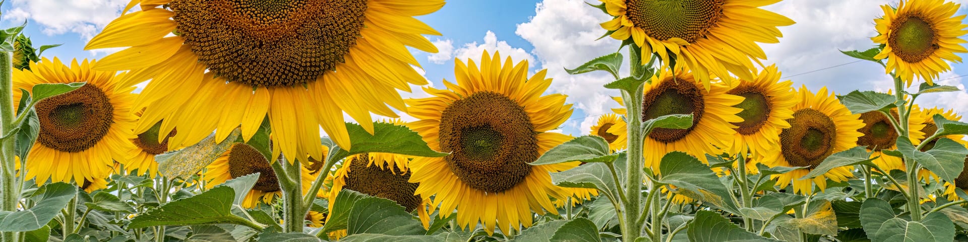A field of sunflowers under a blue sky with scattered clouds.