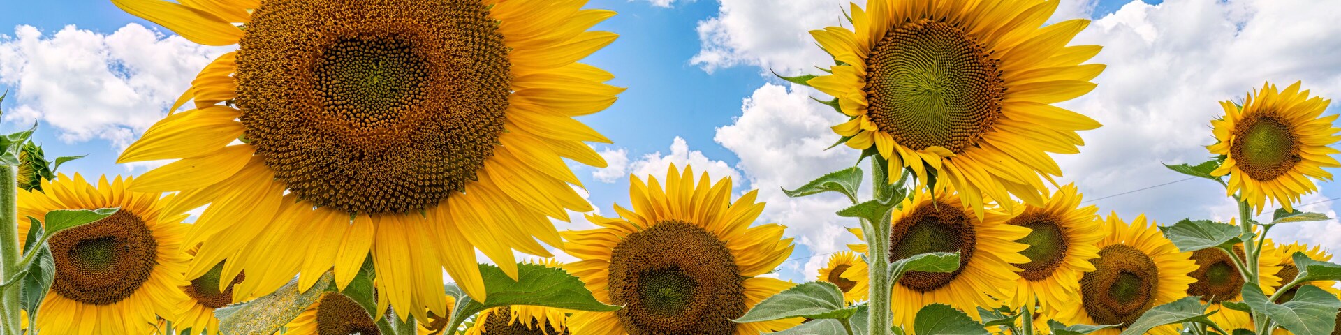 Un campo de girasoles bajo un cielo azul con nubes dispersas.