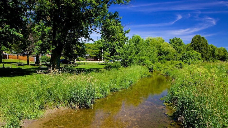 A clear stream with surrounding greenery and trees.