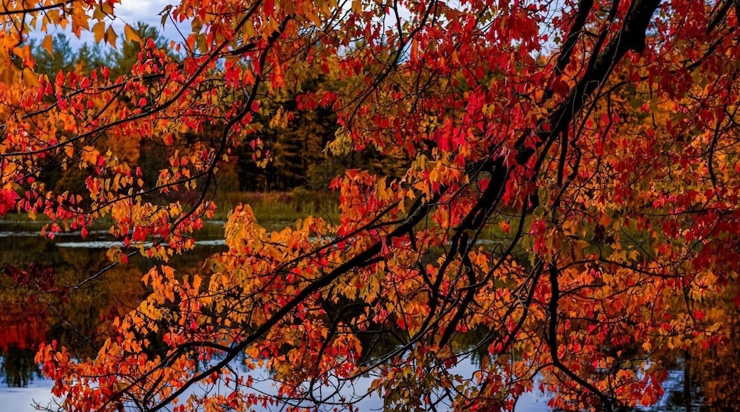 Along the Nashua River