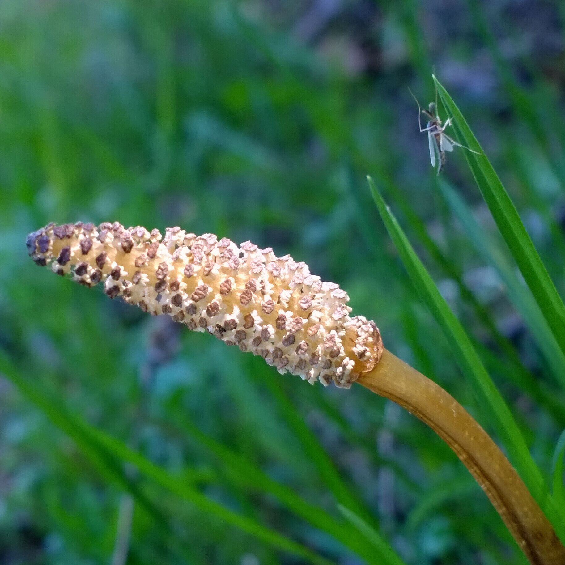 The reproductive spores of horsetail (Equisetum arvense).

I also inadvertently captured a tiny insect friend in the picture. 
Equisetum is a "living fossil" as it is the only living genus of the entire class Equisetopsida, a class of vascular plants that reproduce by spores rather than seeds.