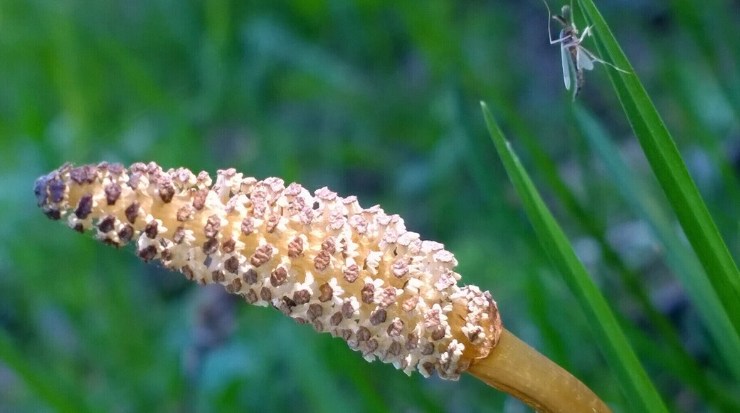 The reproductive spores of horsetail (Equisetum arvense).
I also inadvertently captured a tiny insect friend in the picture.
Equisetum is a "living fossil" as it is the only living genus of the entire class Equisetopsida, a class of vascular plants that reproduce by spores rather than seeds.
