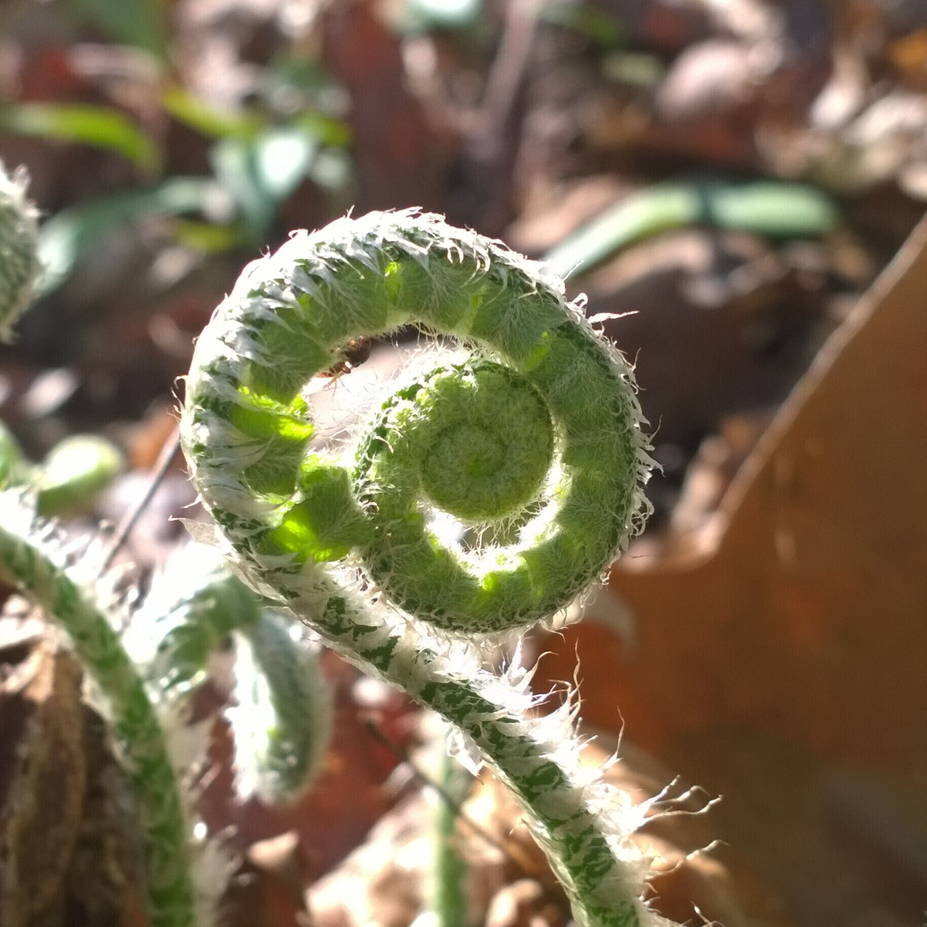 A fern fiddle-head unfurling from the forest floor.