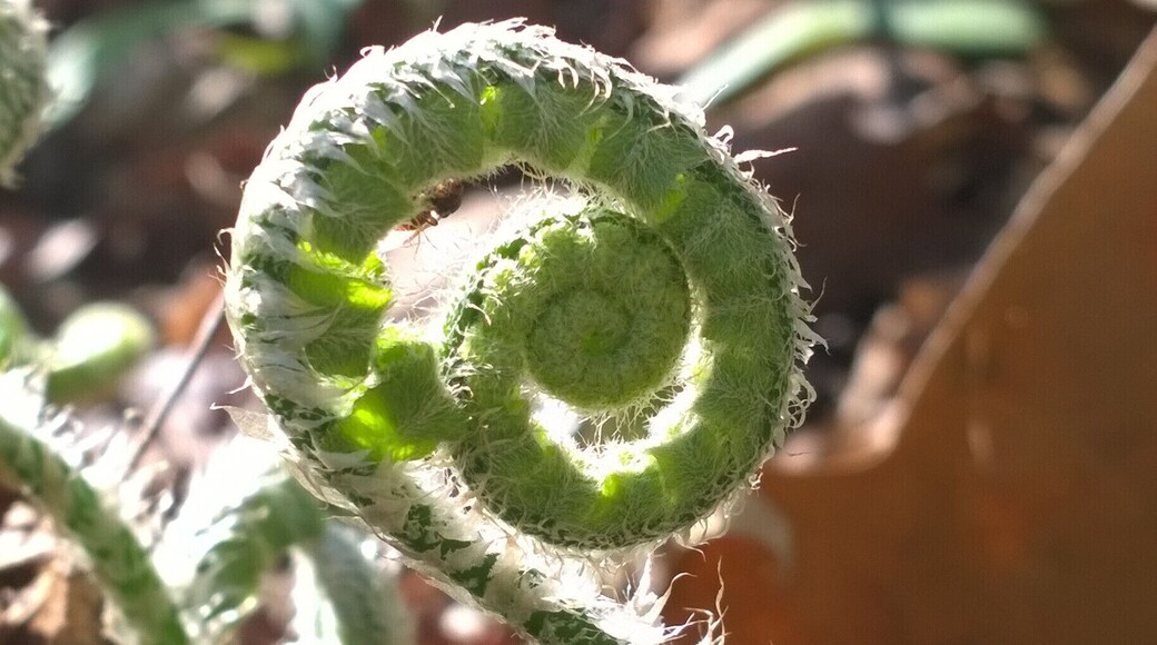 A fern fiddle-head unfurling from the forest floor.