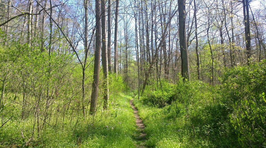 Lake Katharine State Nature Preserve has six miles of hiking trails through its varied terrain, towering sandstone cliffs, big leaf magnolias, eastern hemlock, sweet gum, birch, beech, mountain laurel, Virginia pine and oak.
The preserve has many native orchids, a diverse spring flora as well as its namesake lake.