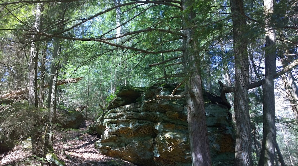 Lake Katharine State Nature Preserve has six miles of hiking trails through its varied terrain, towering sandstone cliffs, big leaf magnolias, eastern hemlock, sweet gum, birch, beech, mountain laurel, Virginia pine and oak.
The preserve has many native orchids, a diverse spring flora as well as its namesake lake.