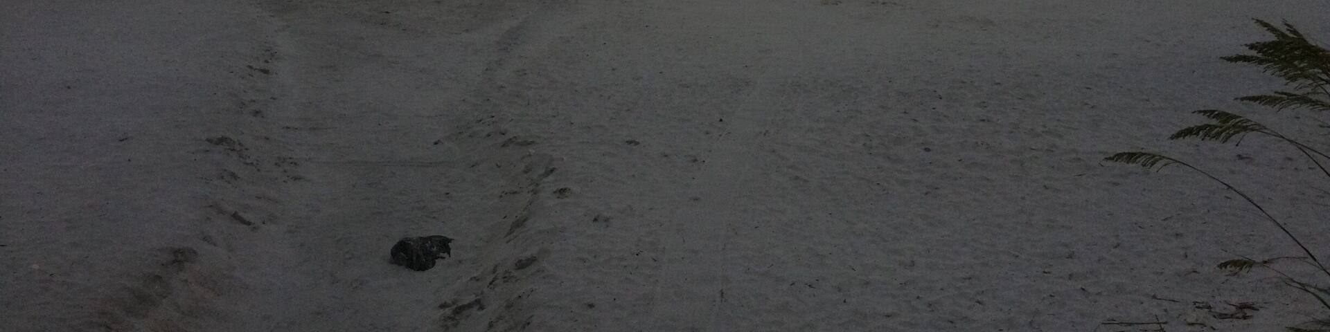 #Troveon I just happen to catch the beginning of an epic storm brewing over the ocean one day. I was fascinated by how straight of a line the dark, aggressive clouds were making above an ocean naturally wild but, suddenly calm, as if preparing for something. I remember wondering if the smell of rain would overpower the smell of salt. Then I remember I had to sprint back home because I opened my eyes to being out in the middle of an unknown mood of Mother Nature herself. And I was the only crazy one out there, snapping photos of a storm, trying to take in what was filling the air. Traveling, writing, growing. It’s always in the air. No matter where you are, no matter who you are at the time. No matter what experience tries to wash you clean. I love this picture.