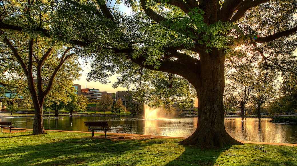 Late Evening at Capaha Park. Golden hour sunlight filters through the tall oak tree reflected in the calm surface of the pond. Branches hang over an empty shady bench.