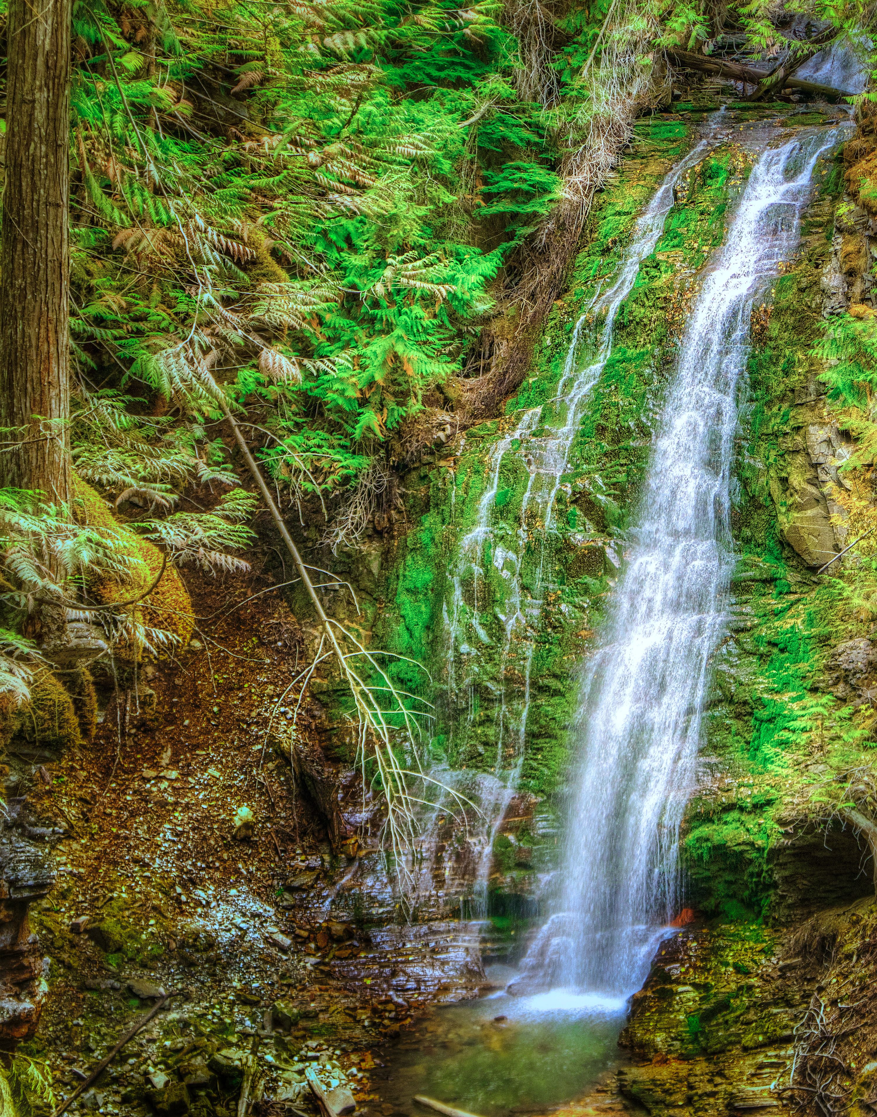 A waterfall cascading down moss-covered rocks surrounded by dense green ferns.
