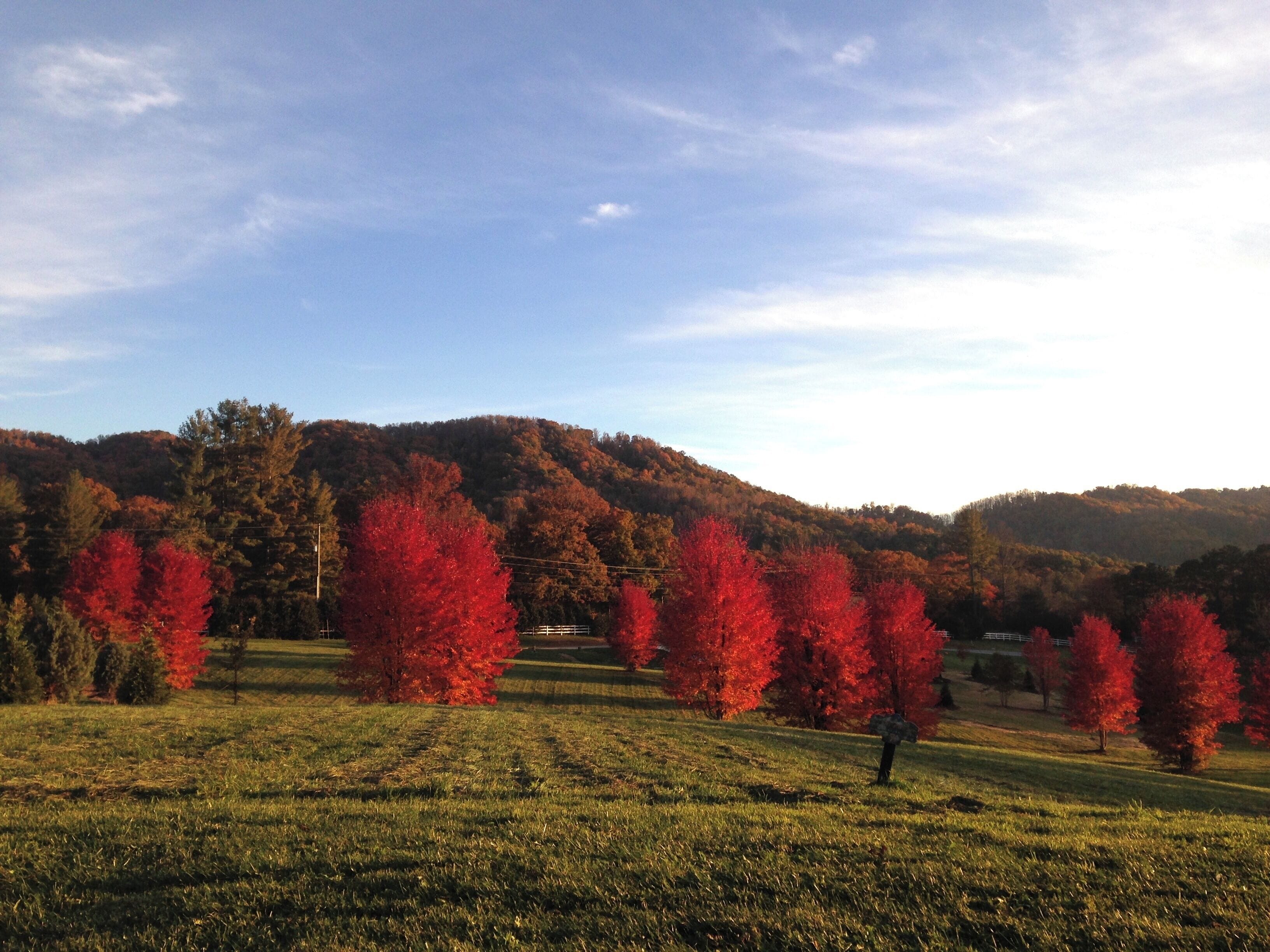 Fiery red trees bringing colour to the Blue Ridge Parkway in winter #lifeatexpedia