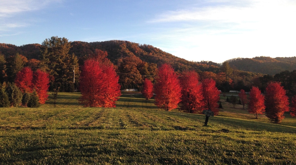 Fiery red trees bringing colour to the Blue Ridge Parkway in winter #lifeatexpedia