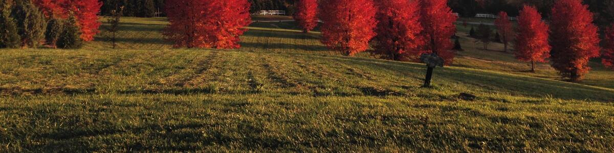Fiery red trees bringing colour to the Blue Ridge Parkway in winter #lifeatexpedia