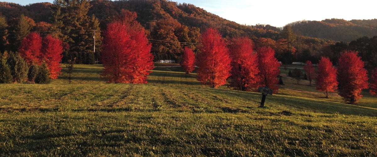 Fiery red trees bringing colour to the Blue Ridge Parkway in winter #lifeatexpedia