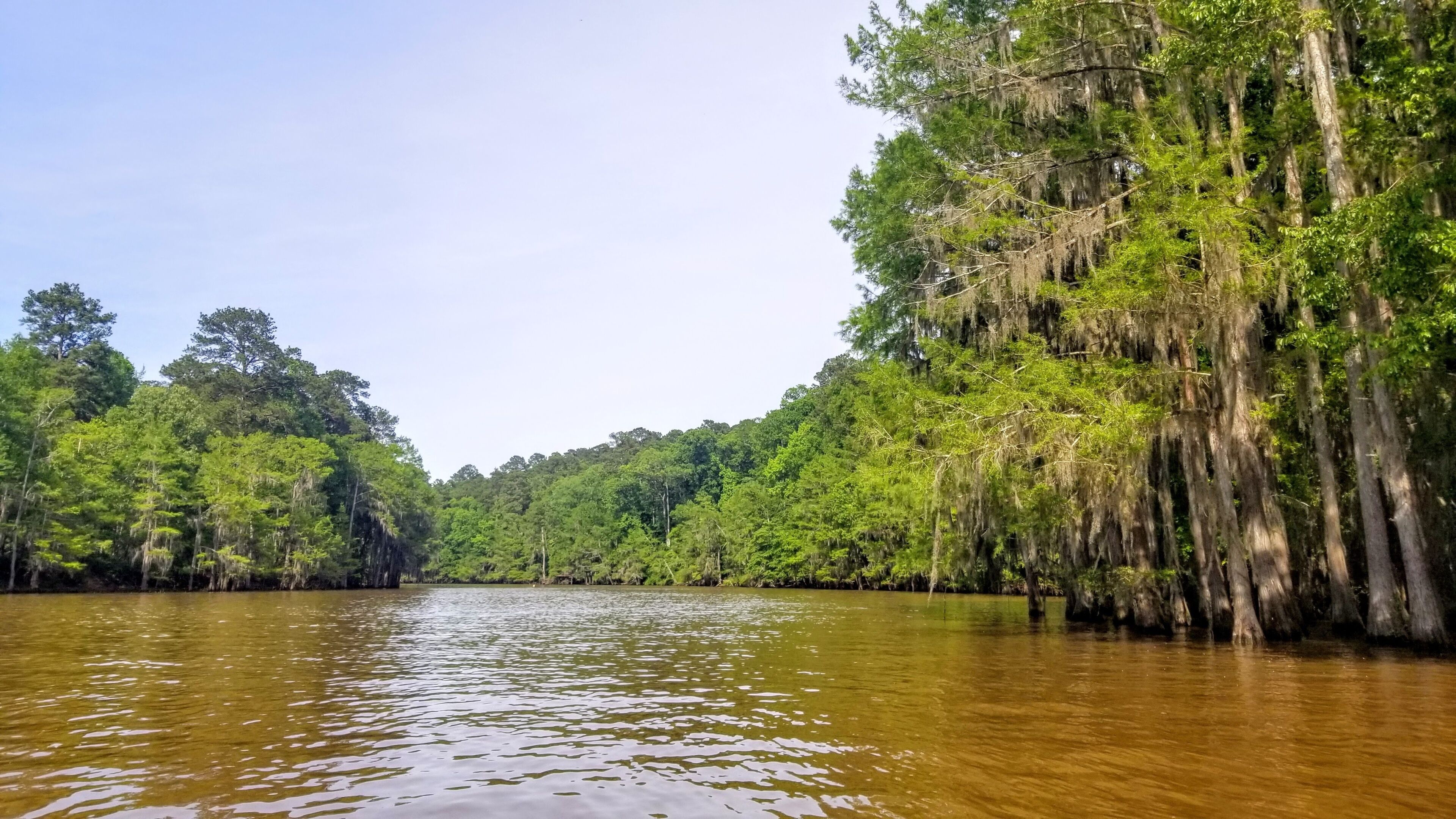 Bayou waters in Lake Caddo Texas near Jefferson, TX. 