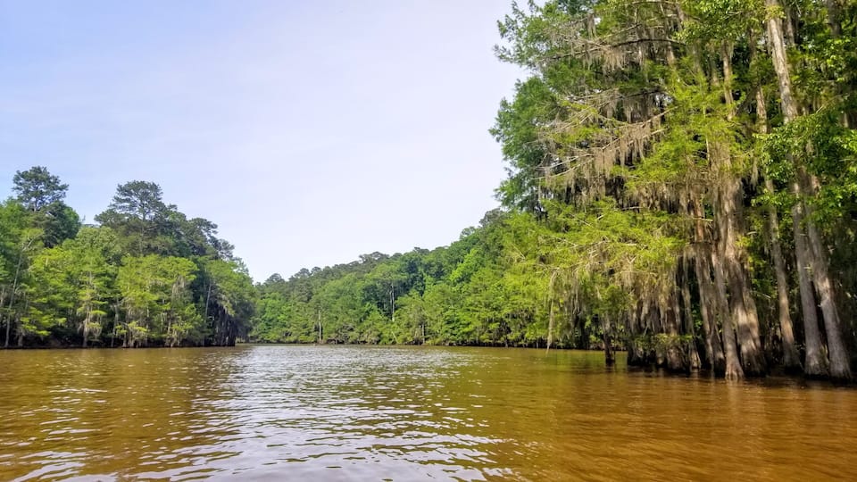 A river flanked by dense forest with Spanish moss hanging from the trees.