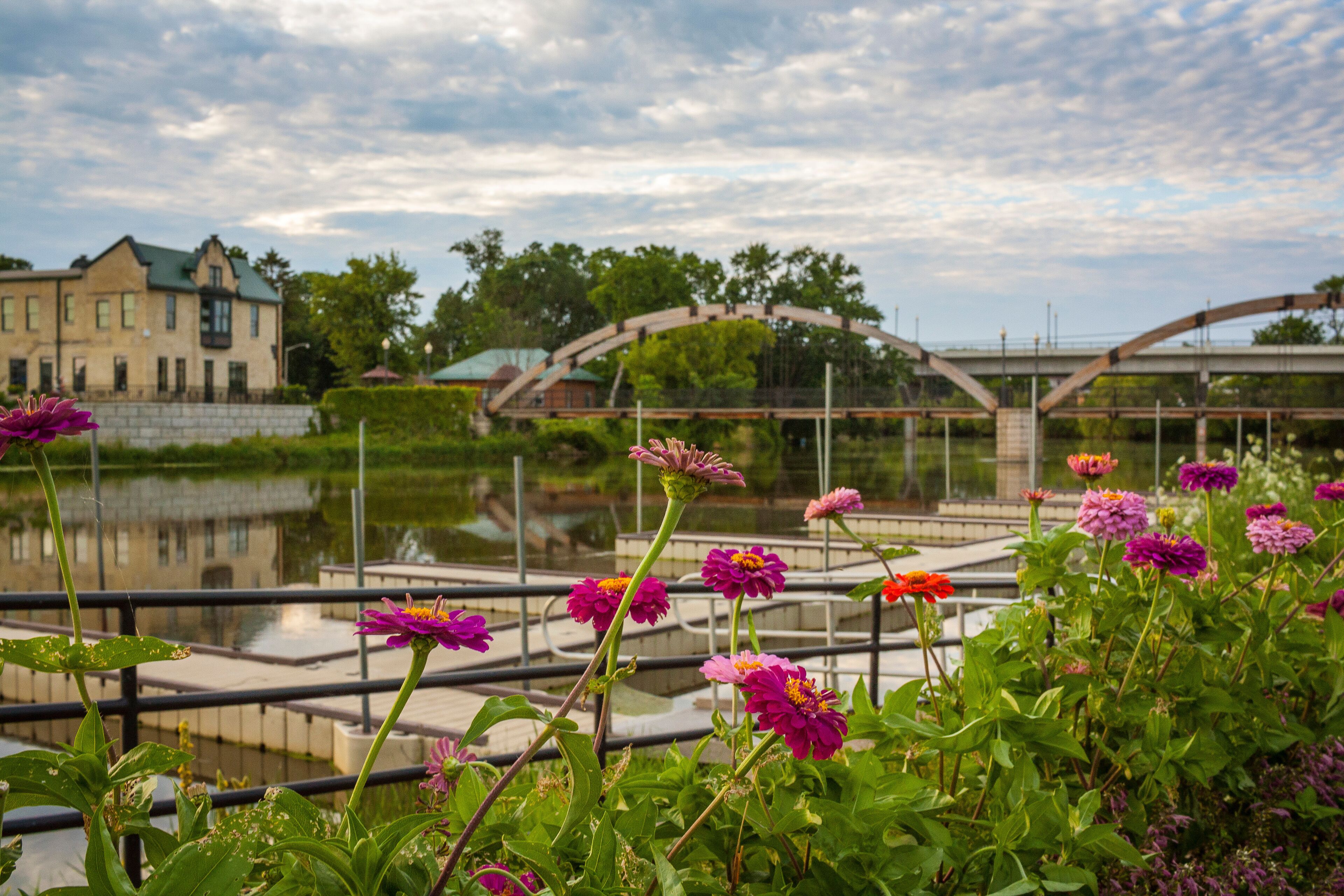 A view of the arched walk bridge over the Rock River in Jefferson, Wisconsin with purple zinnias in the foreground and dramatic skies.