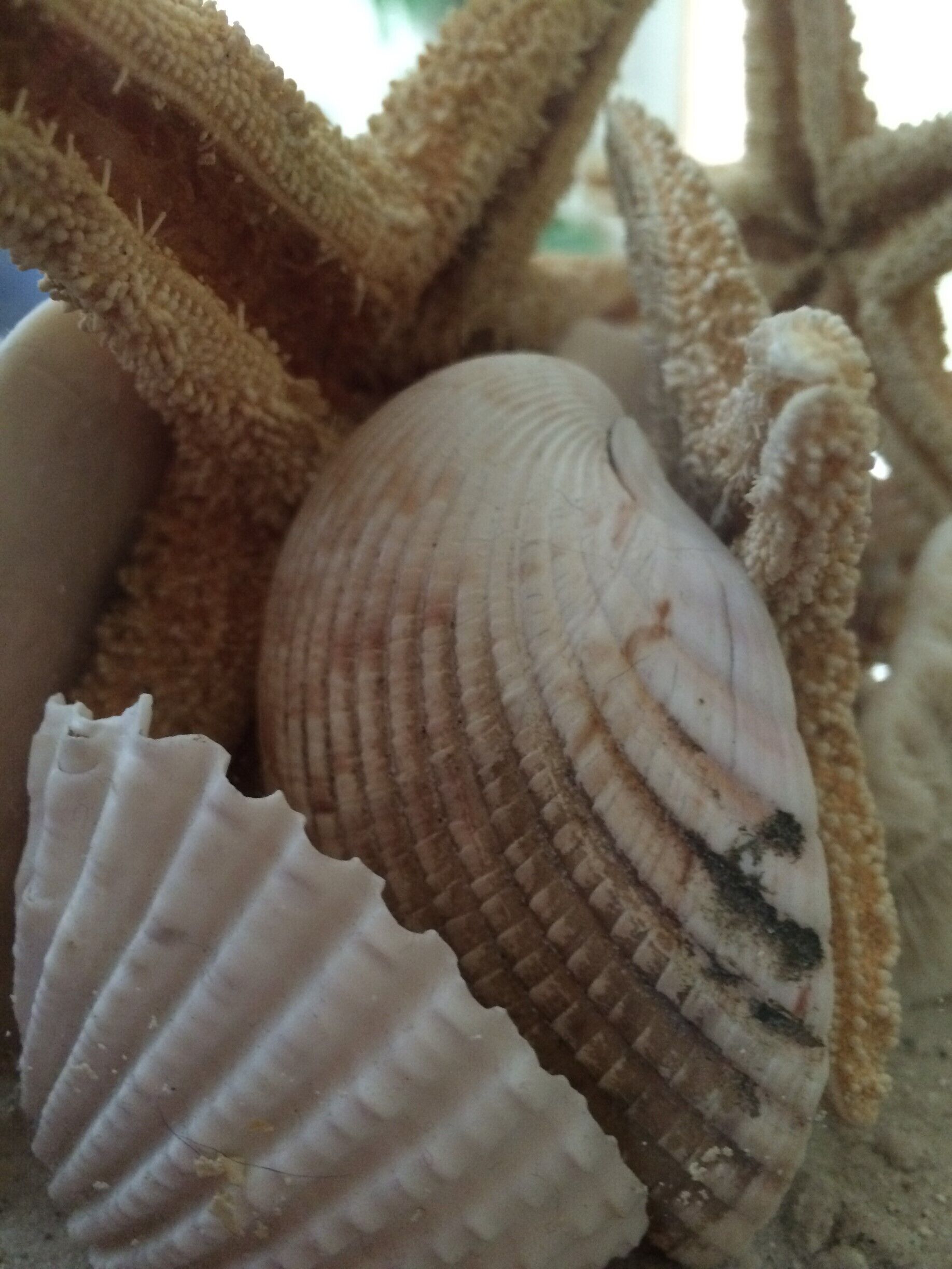 seashells