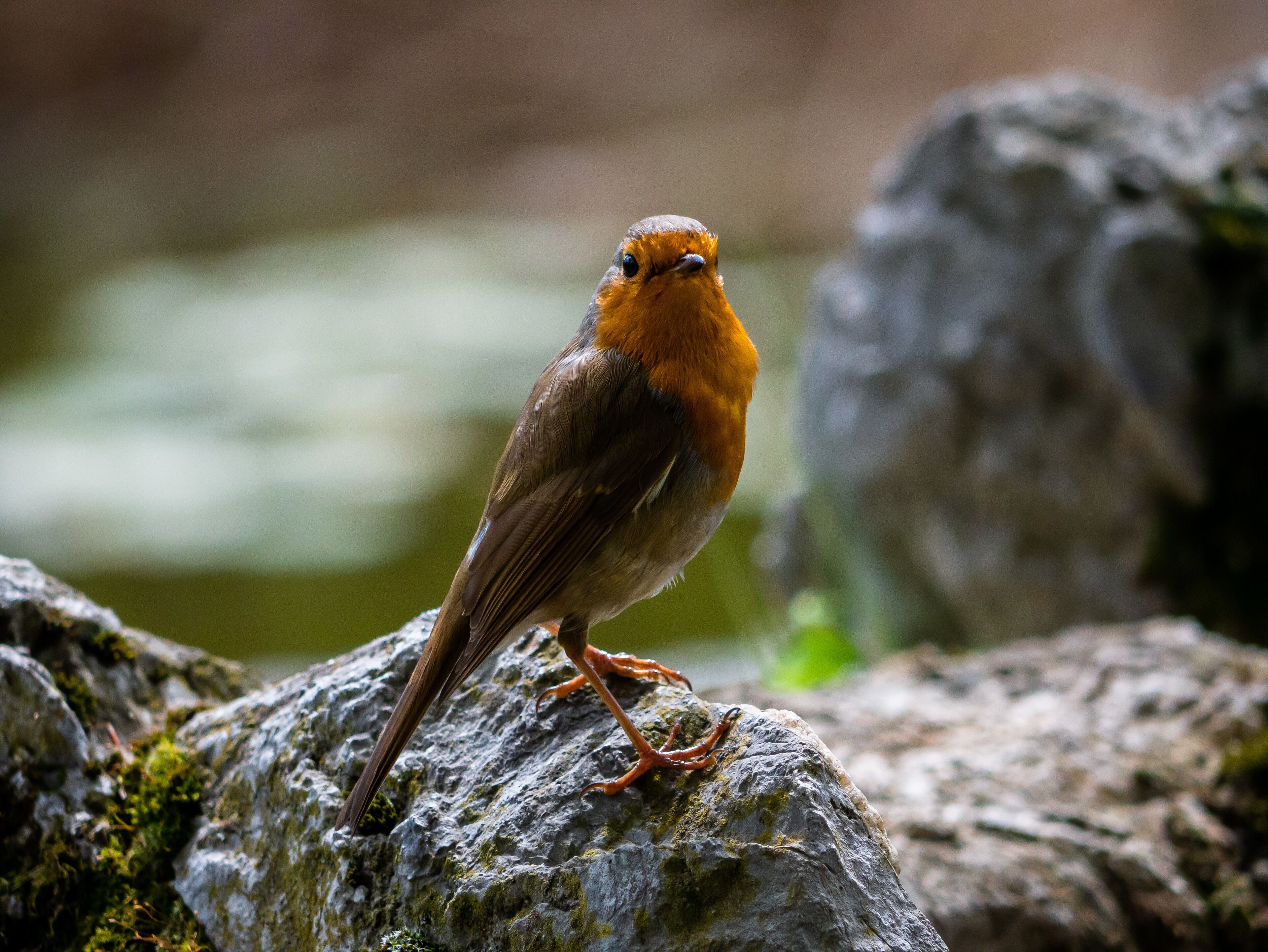 Since no dogs are allowed in the park the birds seem to be a bit less scared of people.