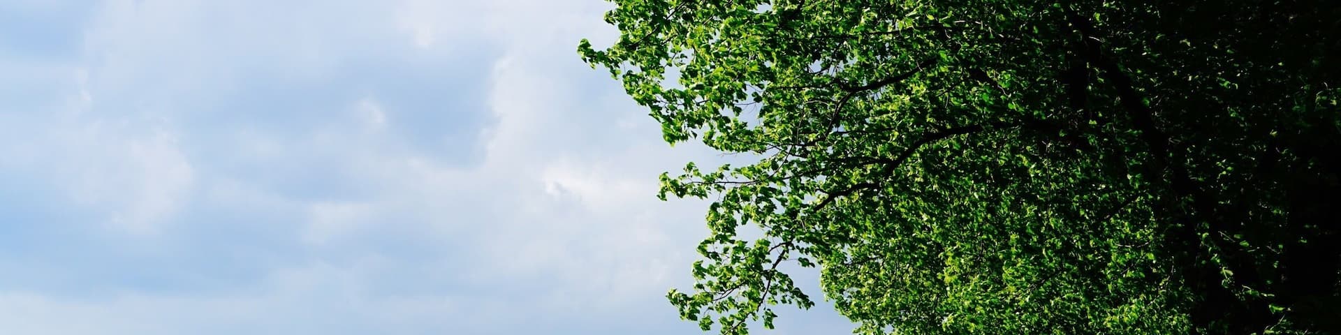 The “pollerwiesen” in cologne