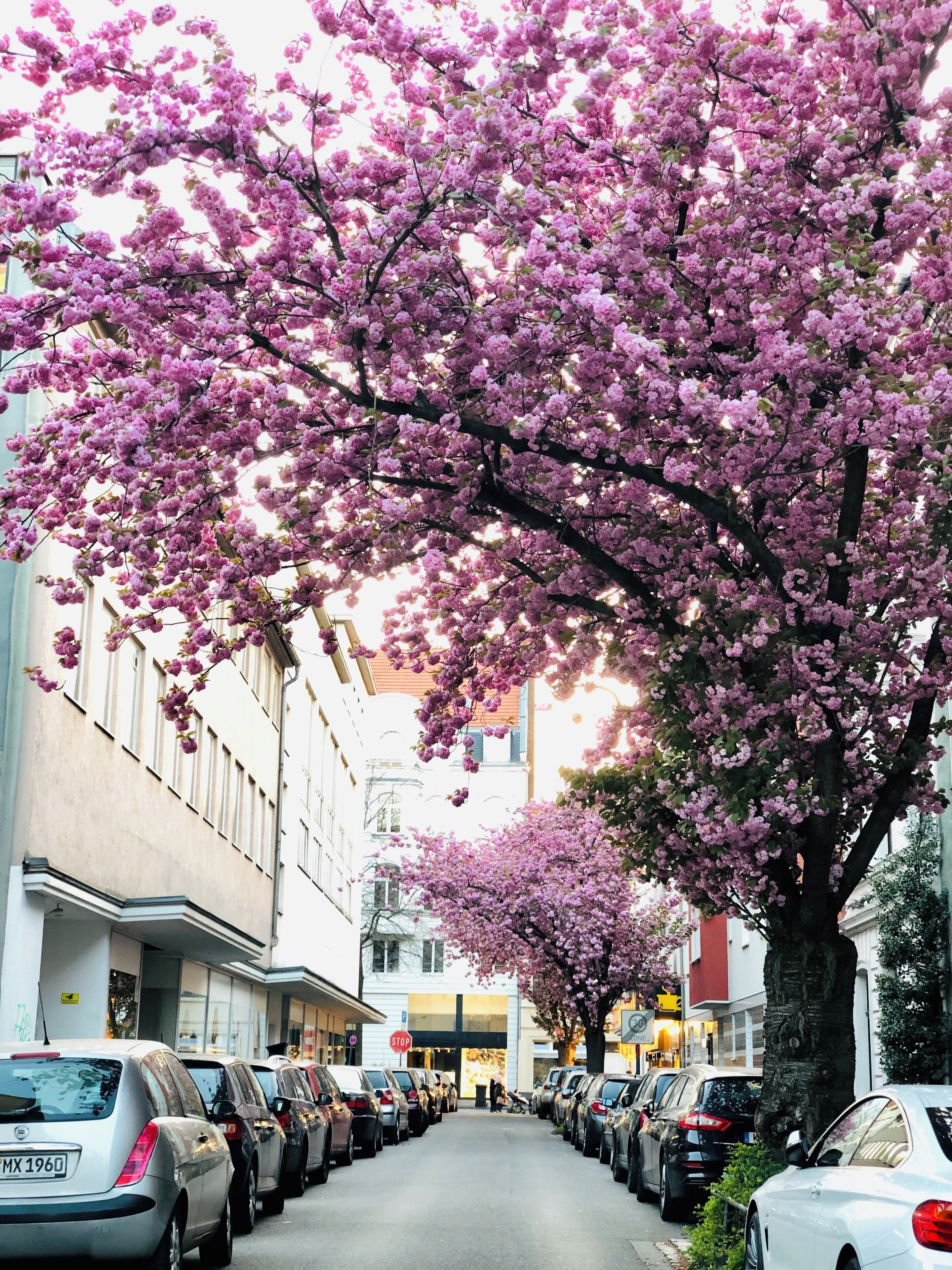 Cherry trees in cologne Nippes