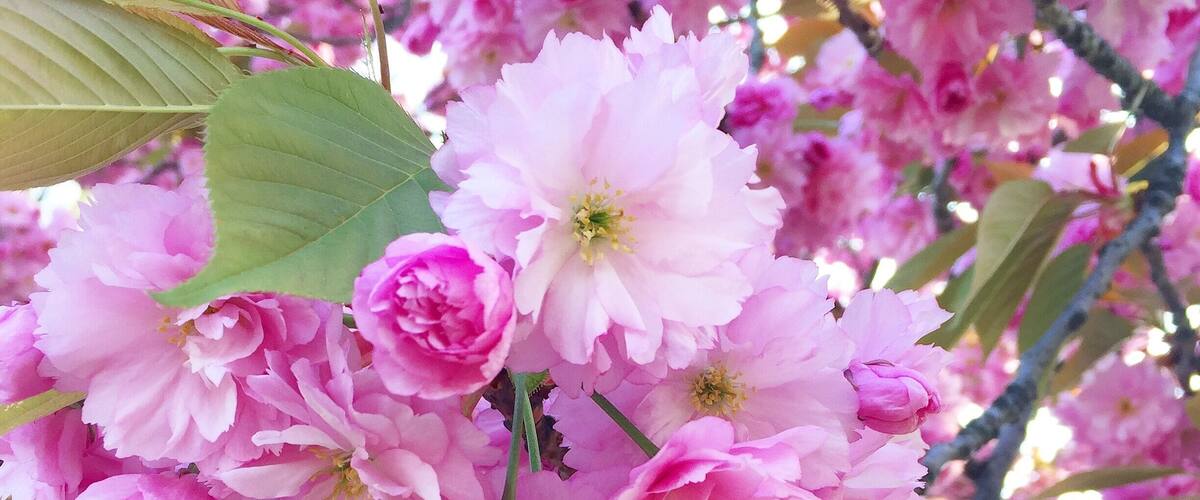 🌸🌸🌸