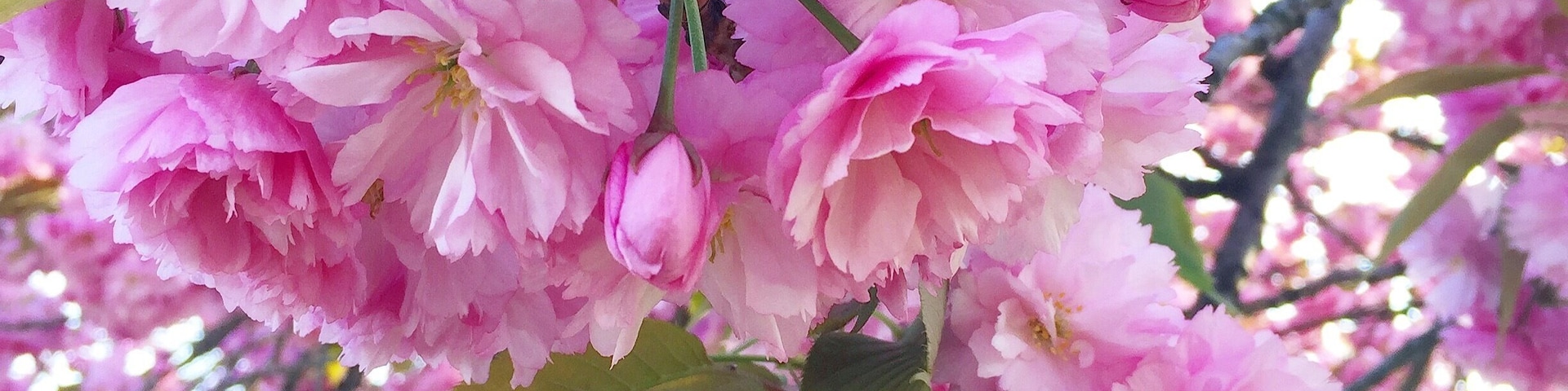 🌸🌸🌸