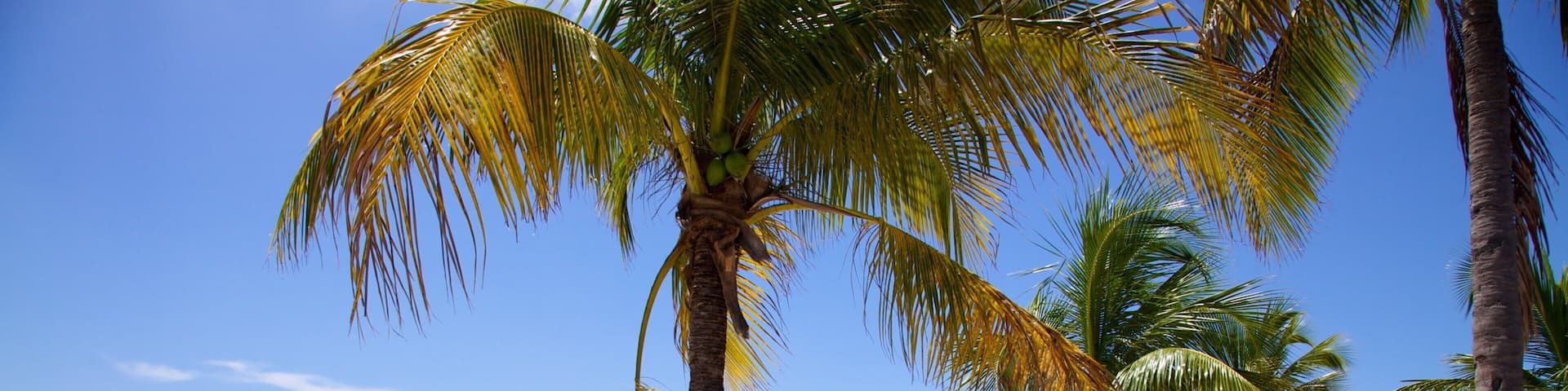 Key Biscayne welches beinhaltet Küstenort, Landschaften und tropische Szenerien