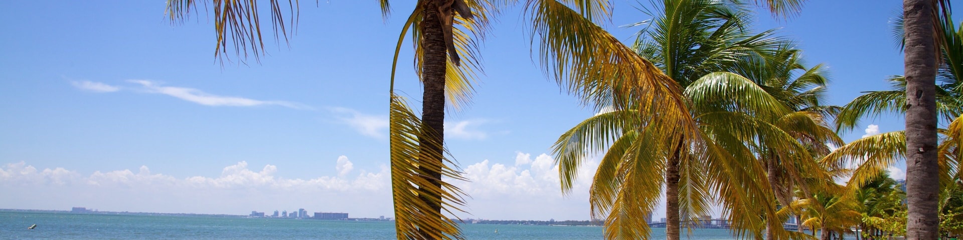 A beach with palm trees and a clear blue sky.