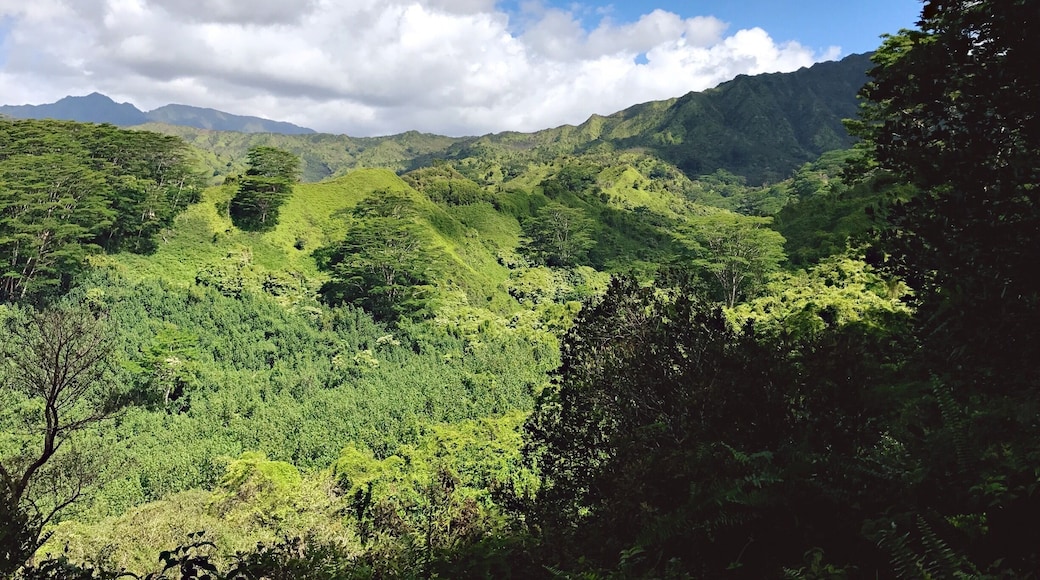 If you are looking for a fairly easy and beautiful hike I would definitely suggest the Kuilau Trail. 4 miles round trip and about 600 ft in elevation. #lifeatexpedia #kauai #hawaii