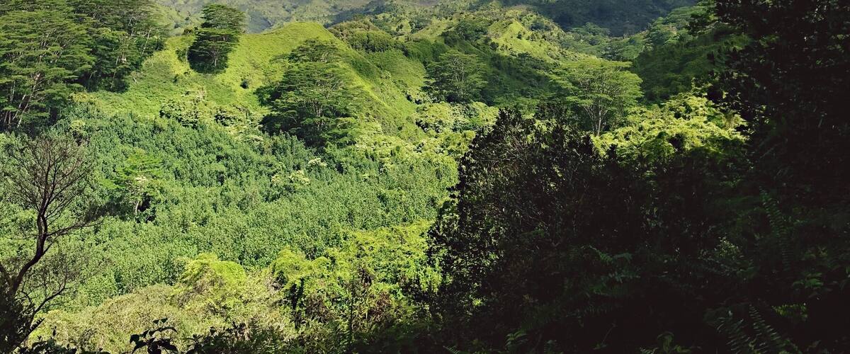 A lush green valley with dense vegetation and distant mountains under a partly cloudy sky.