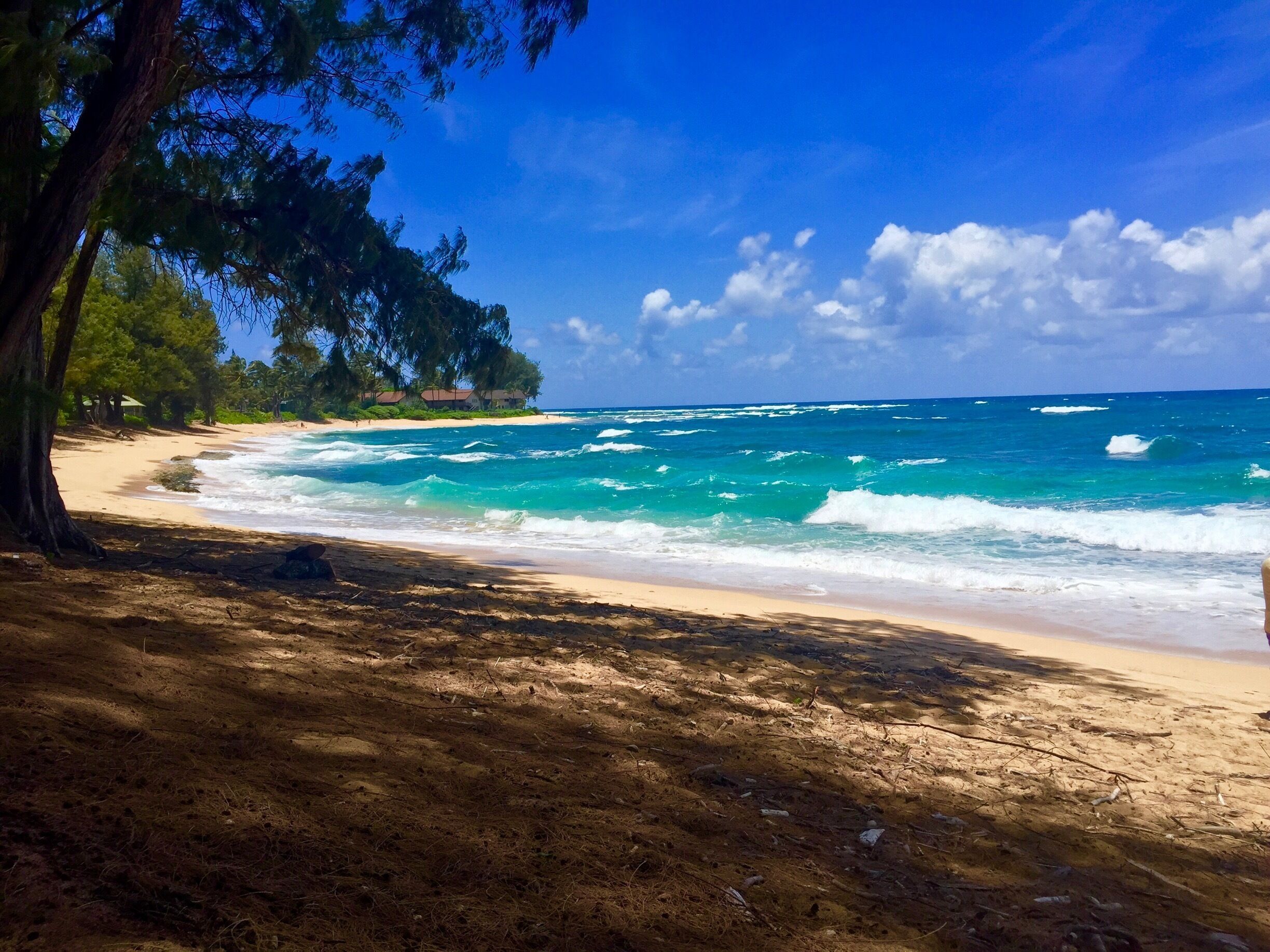 Una playa con olas turquesas, orilla arenosa y árboles verdes y frondosos.
