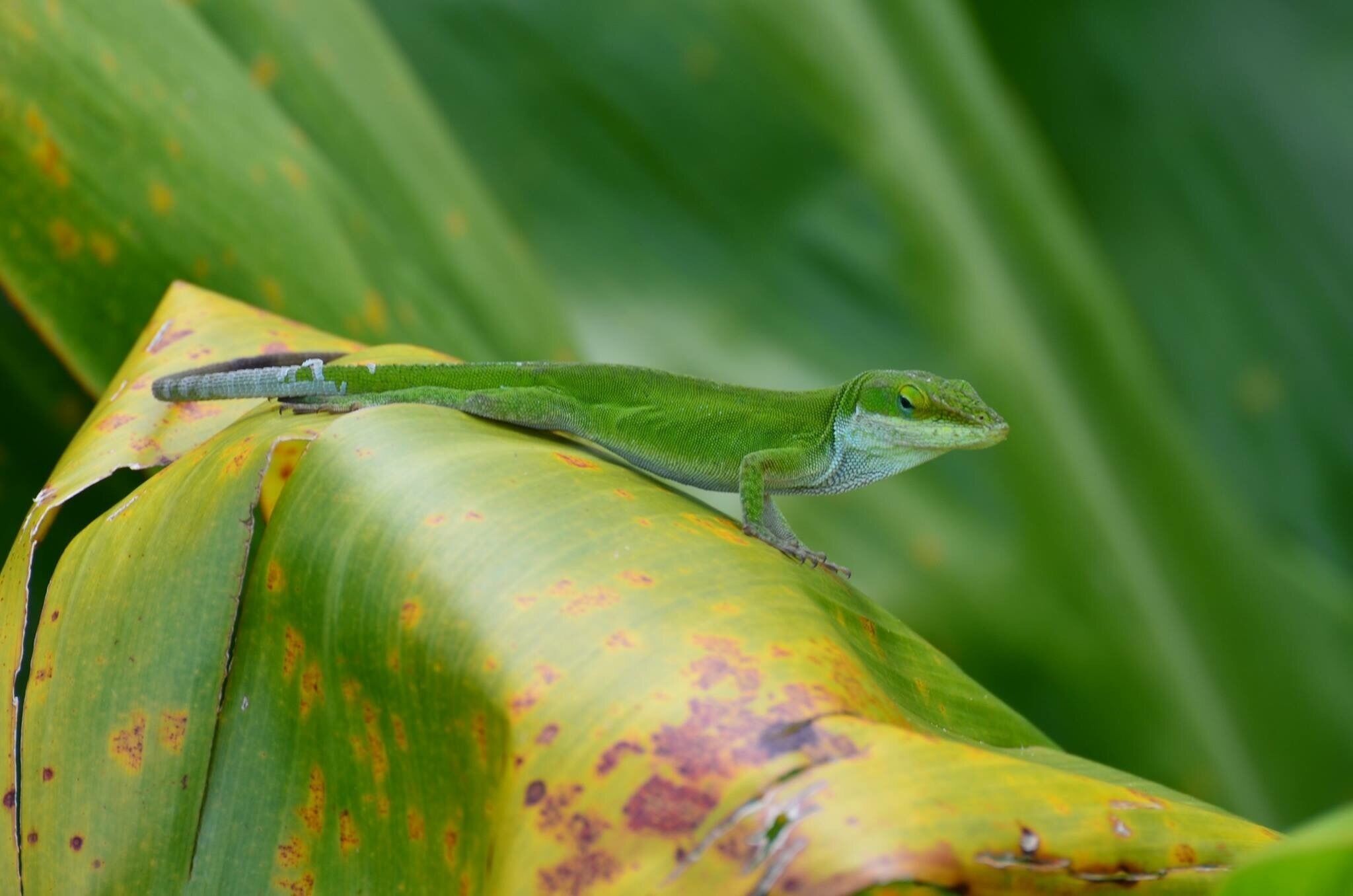 Cute little lizard on the Kuilau Trial. There is wildlife everywhere on Kauai and I couldn't help but photograph it all. #lifeatexpedia #nofilter #kauai