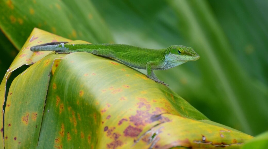 Cute little lizard on the Kuilau Trial. There is wildlife everywhere on Kauai and I couldn't help but photograph it all. #lifeatexpedia #nofilter #kauai
