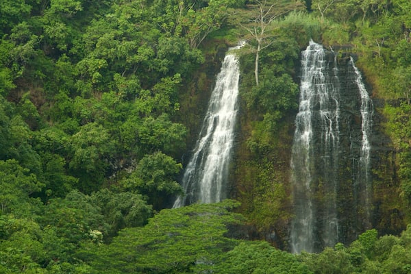 Kapaa featuring forests and a waterfall
