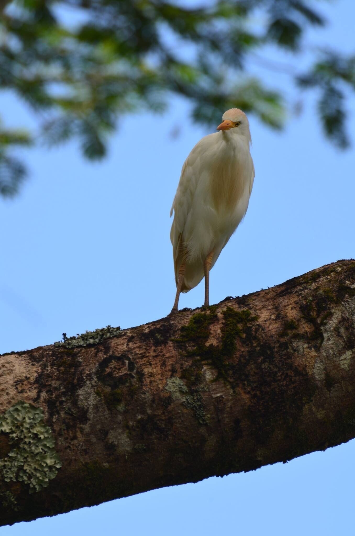 There were a ton of these white birds in the mountain areas of Kauai. I'm not totally sure what they are but they were pretty. #lifeatexpedia #kauai #birds