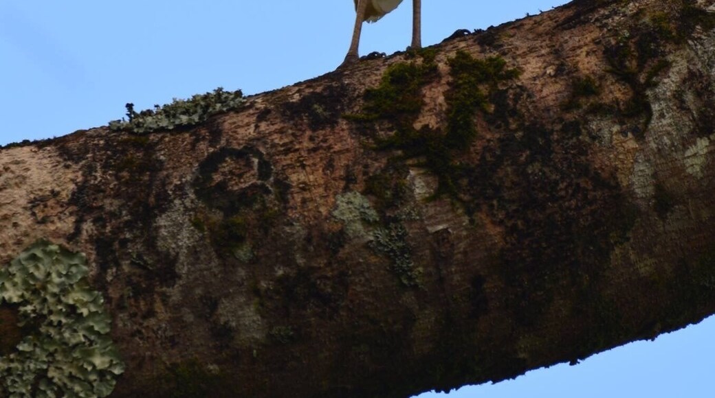 There were a ton of these white birds in the mountain areas of Kauai. I'm not totally sure what they are but they were pretty. #lifeatexpedia #kauai #birds