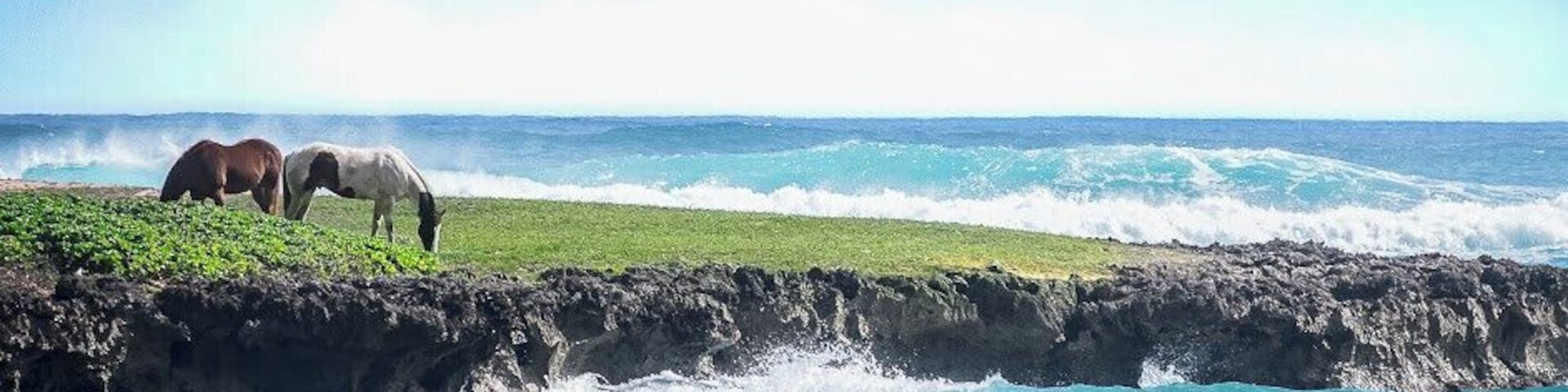 If these horses only knew how lucky they are #LifeAtExpedia #beaches #horses
