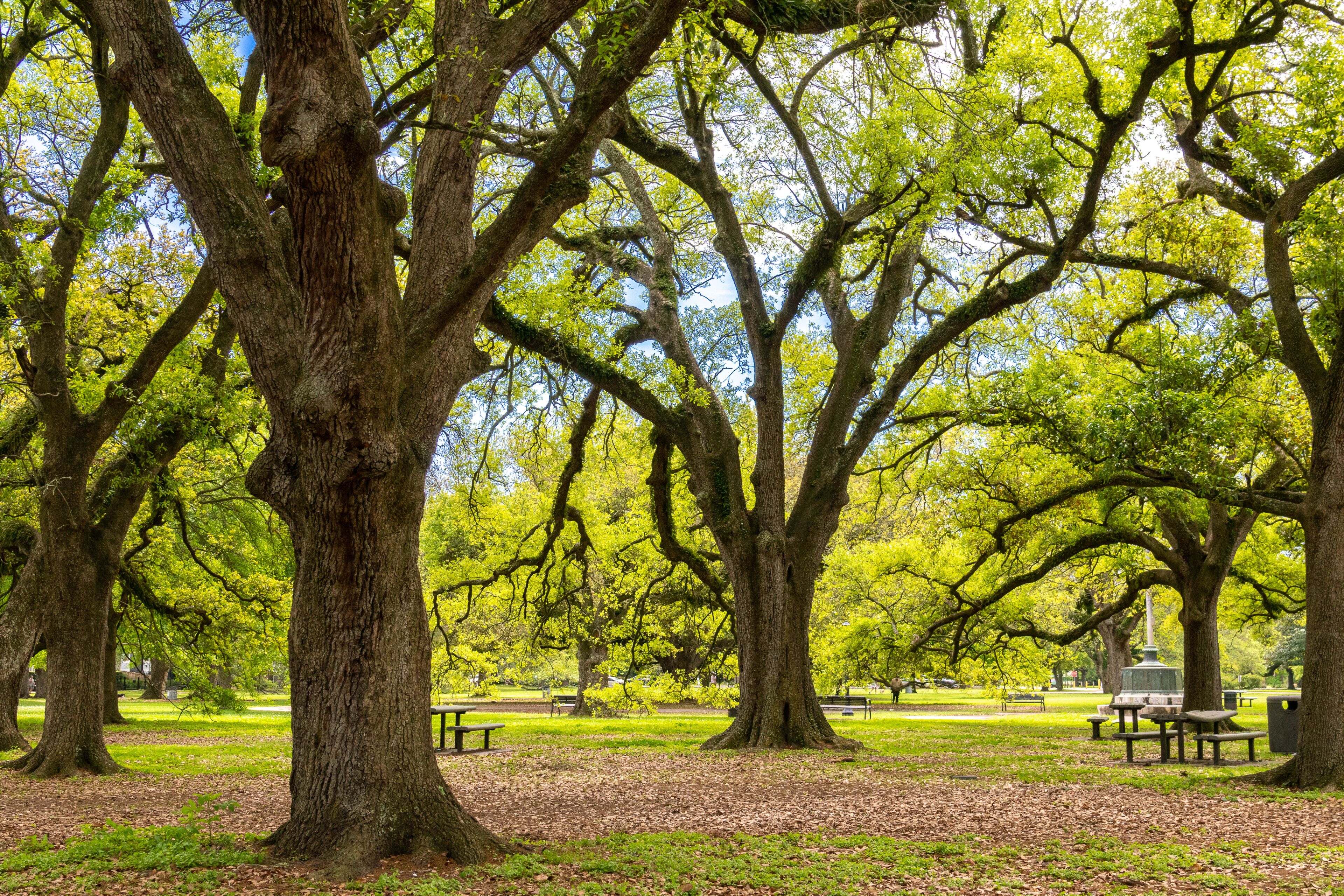 Beautiful Live Oak trees in Audubon Park on a sunny spring morning