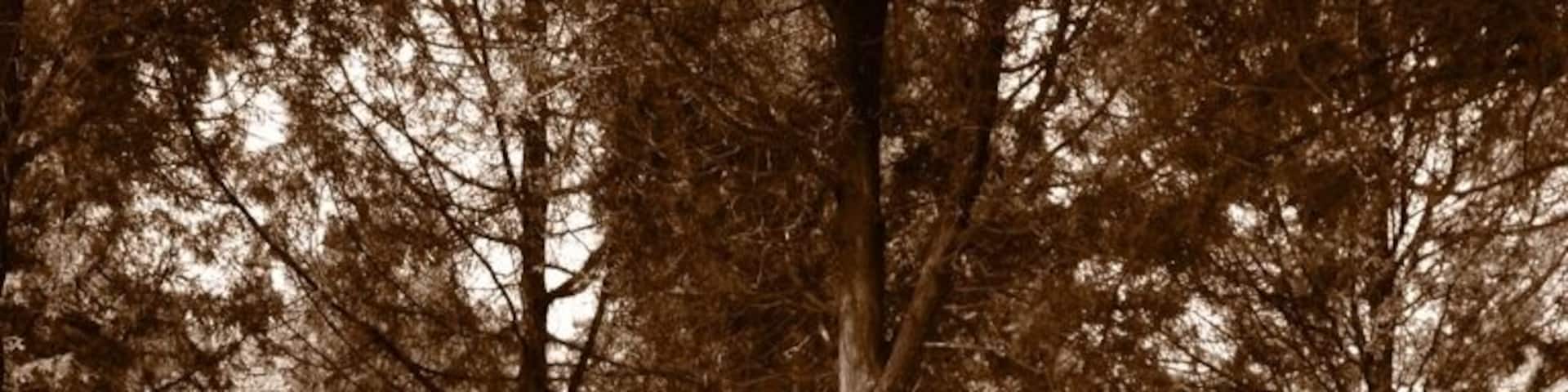 嵩山少林市塔林