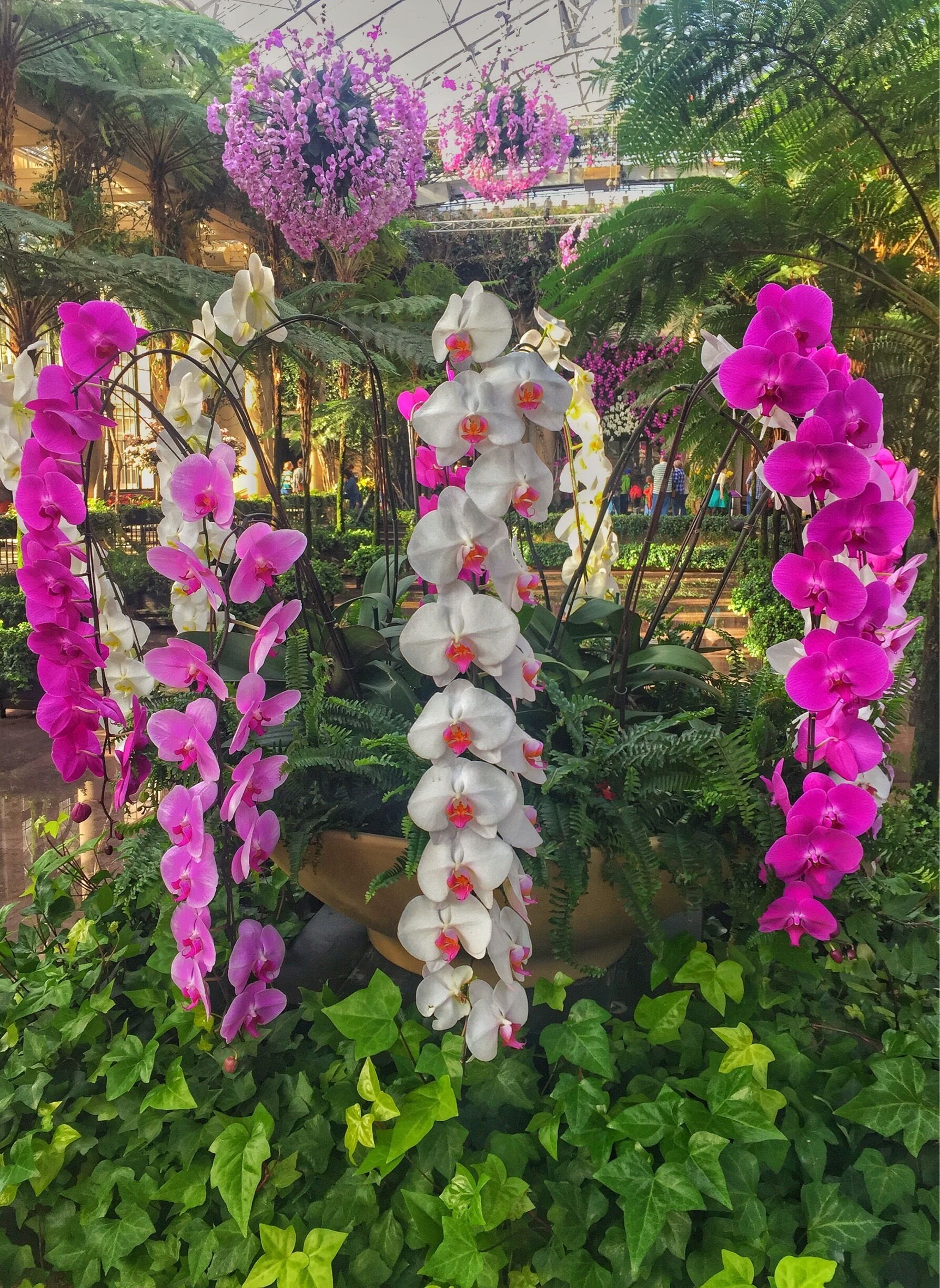 A garden with white and pink orchids, green foliage, and a structure in the background.