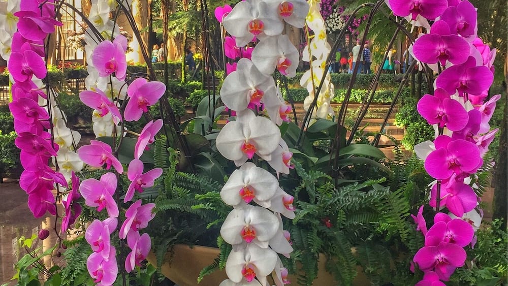 Un jardin agrémenté d’orchidées blanches et roses, de feuillage verdoyant et d’une structure visible au fond.